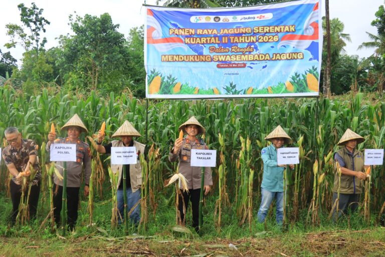 Polres Takalar Dukung Swasembada Pangan, Panen Raya Jagung Serentak Digelar di Polongbangkeng Selatan