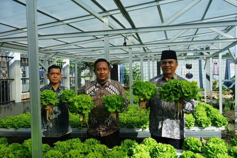 **Dukung Asta Cita Presiden, Lapas Makassar Hijaukan Pembinaan Melalui Panen Selada untuk Ketahanan Pangan Nasional**