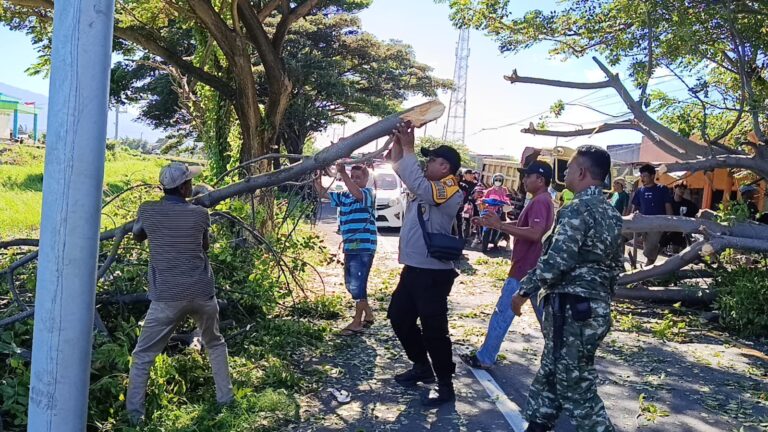 Pohon Cina Tumbang Polsek Batang bersama TNI dan Masyarakat Bersihkan Jalan.